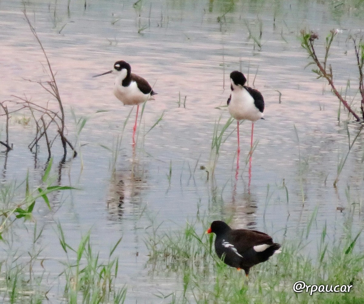 Gallinule d'Amérique - ML52042921