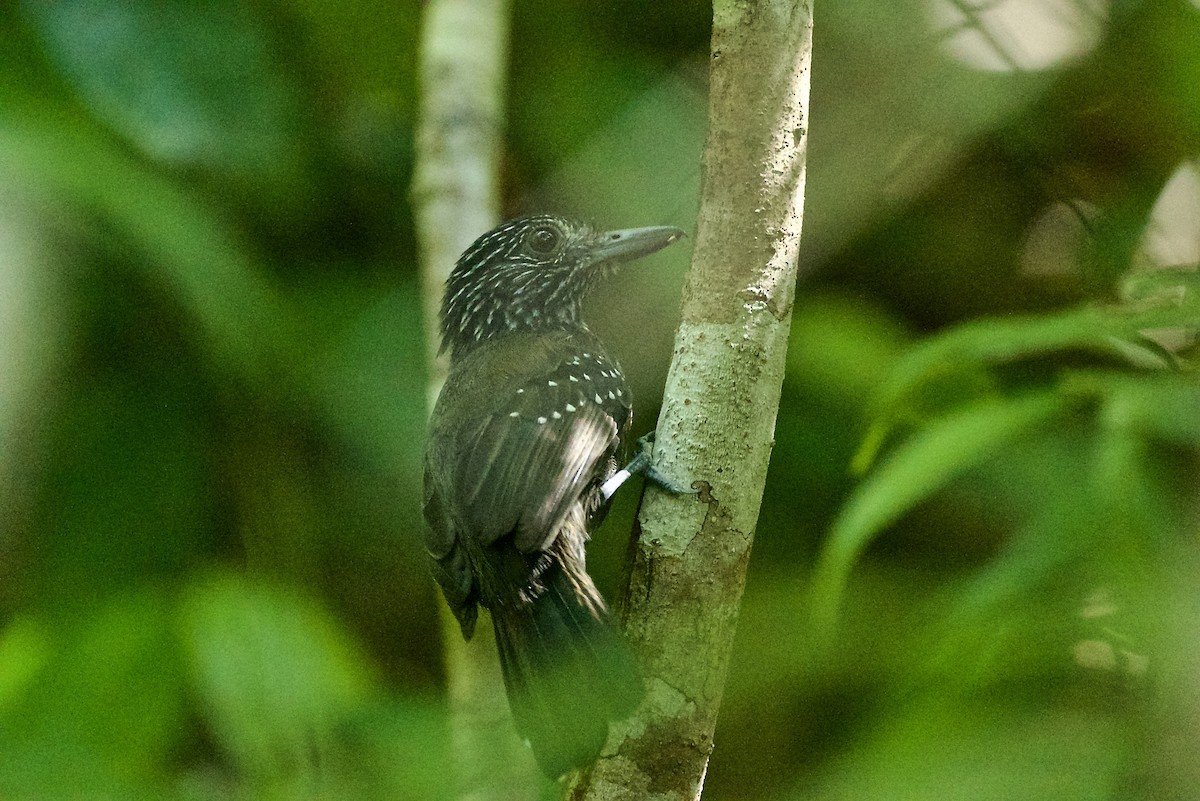 Black-hooded Antshrike - ML520429621