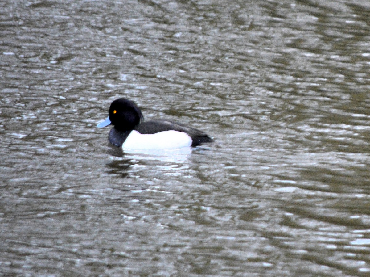 Tufted Duck - ML520431471