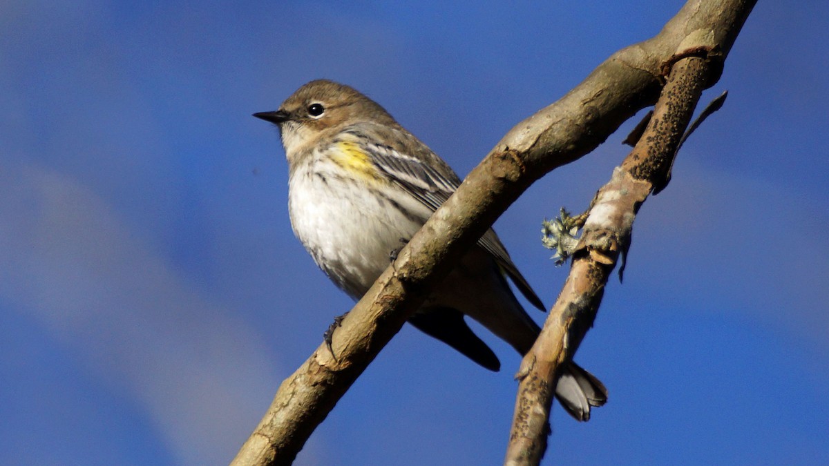 Yellow-rumped Warbler - ML520432381