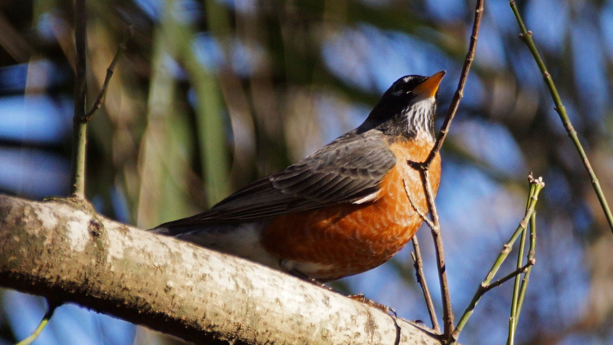 American Robin - ML520432581