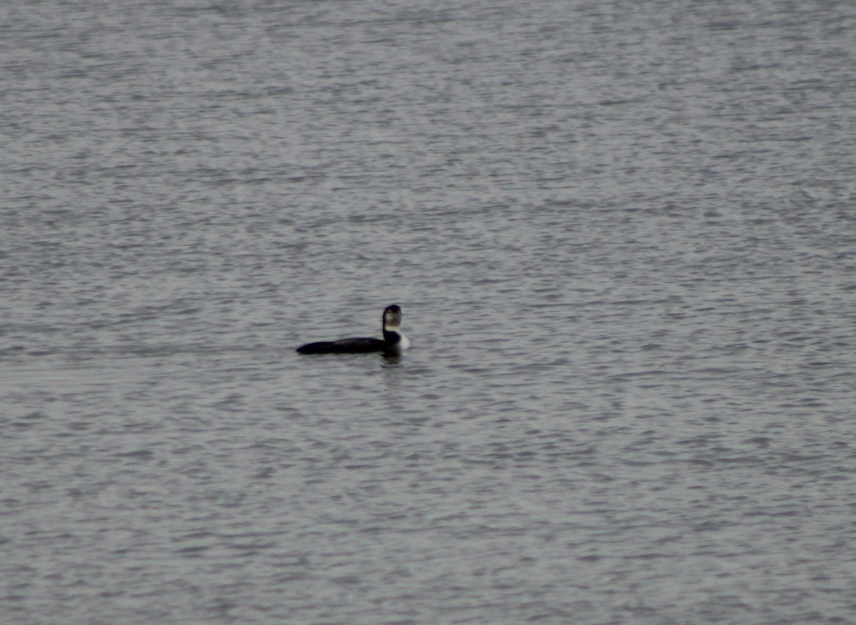 Common Loon - ML520433201