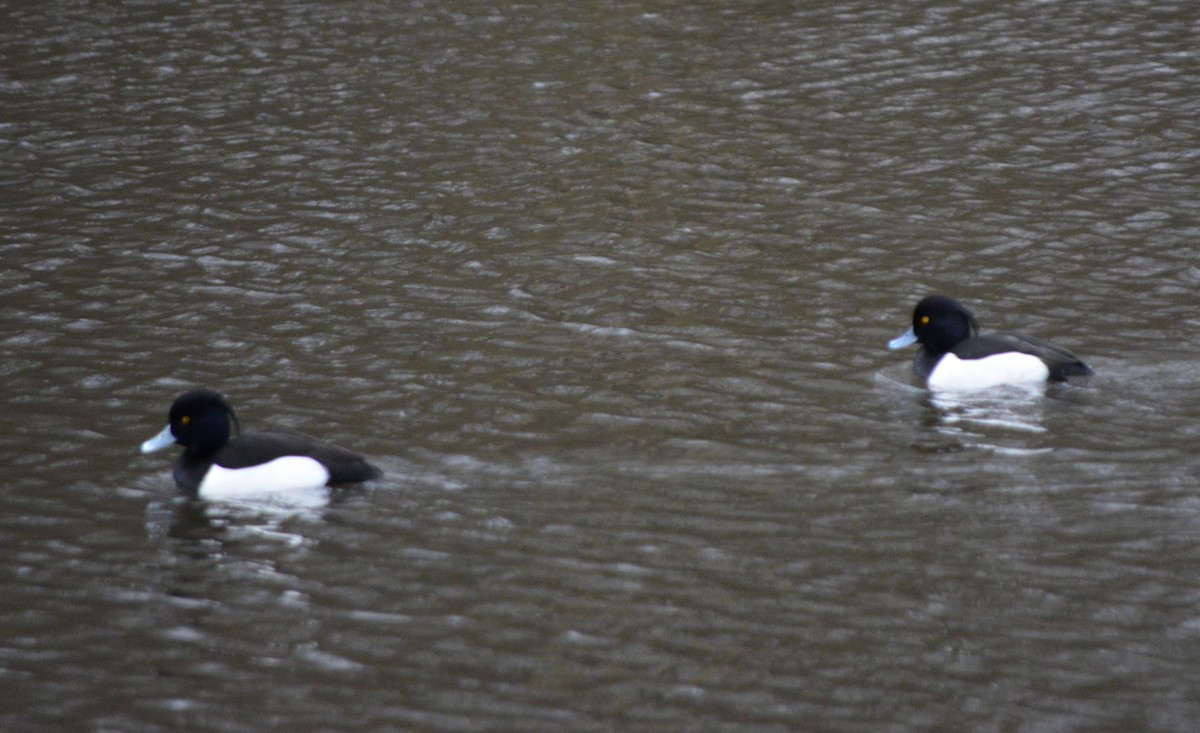 Tufted Duck - ML520433371