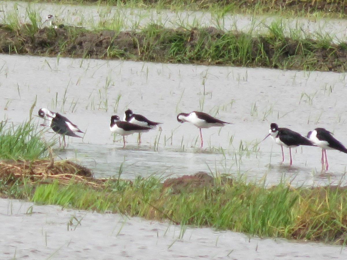 Black-necked Stilt - ML52043451