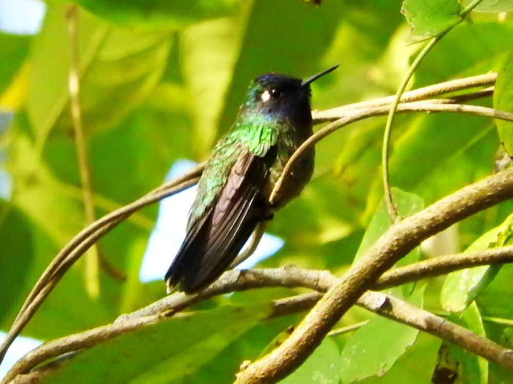 Violet-headed Hummingbird - Fernando Nunes