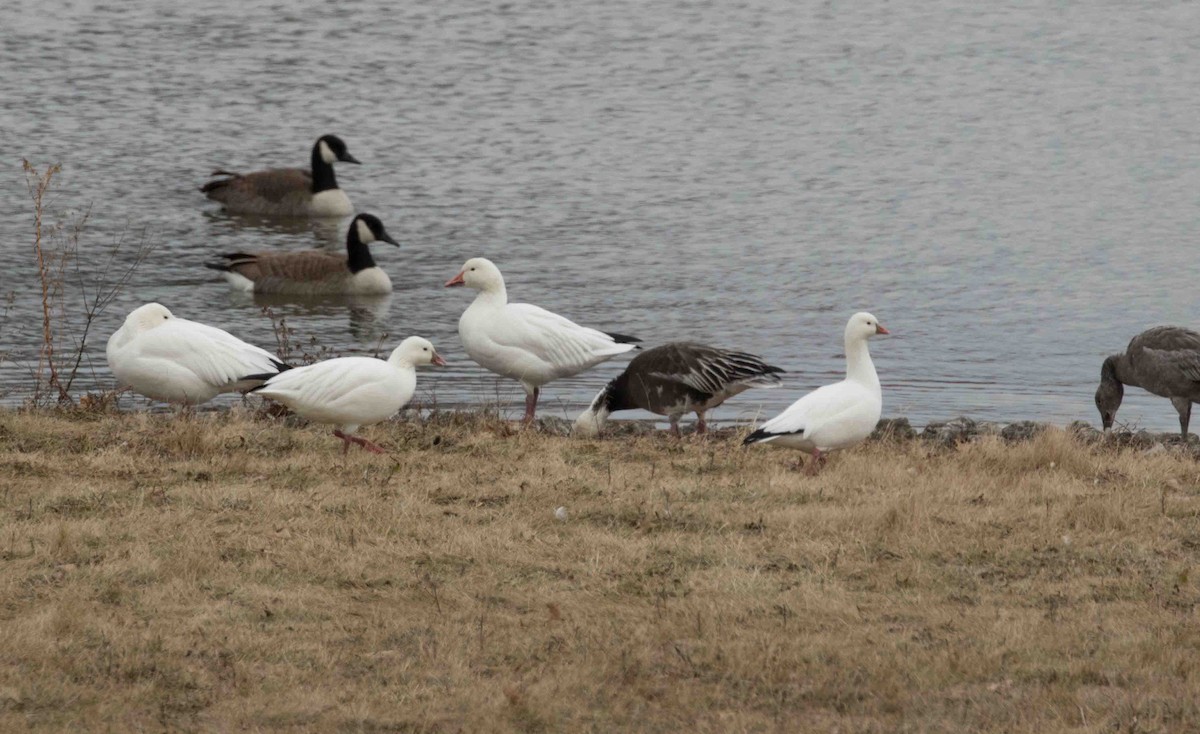 Ross's Goose - ML520436851