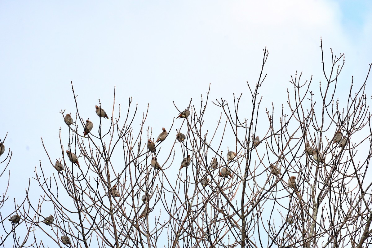 Bohemian Waxwing - ML520436861