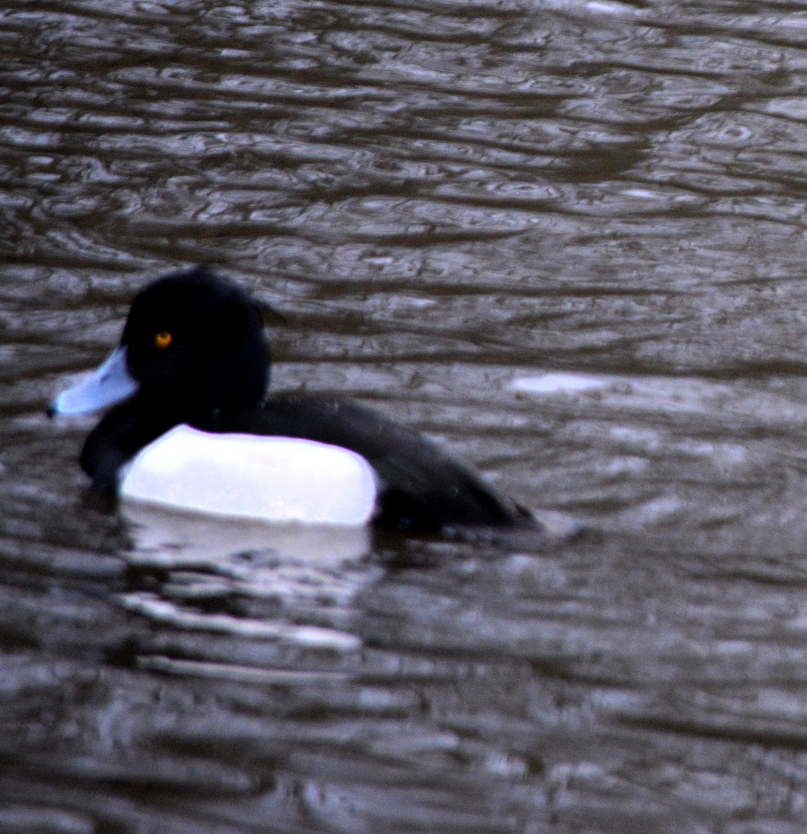 Tufted Duck - ML520437591
