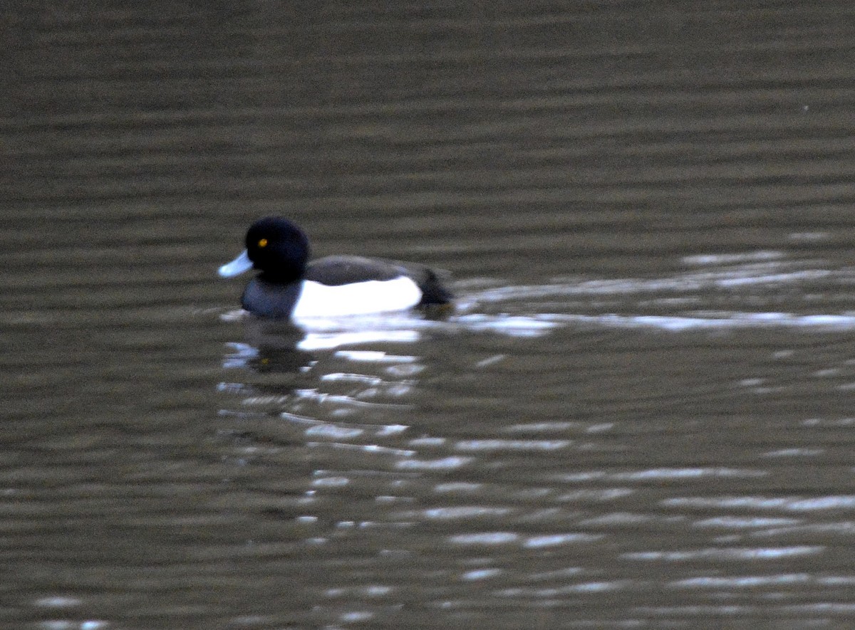 Tufted Duck - ML520439341