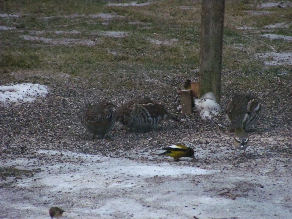 Ruffed Grouse - ML520439791