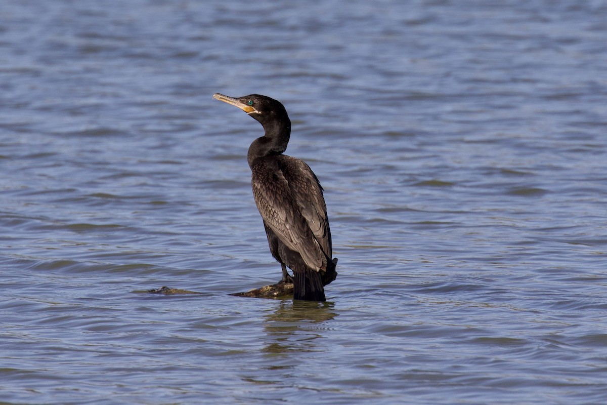 Neotropic Cormorant - Jeremy Nance