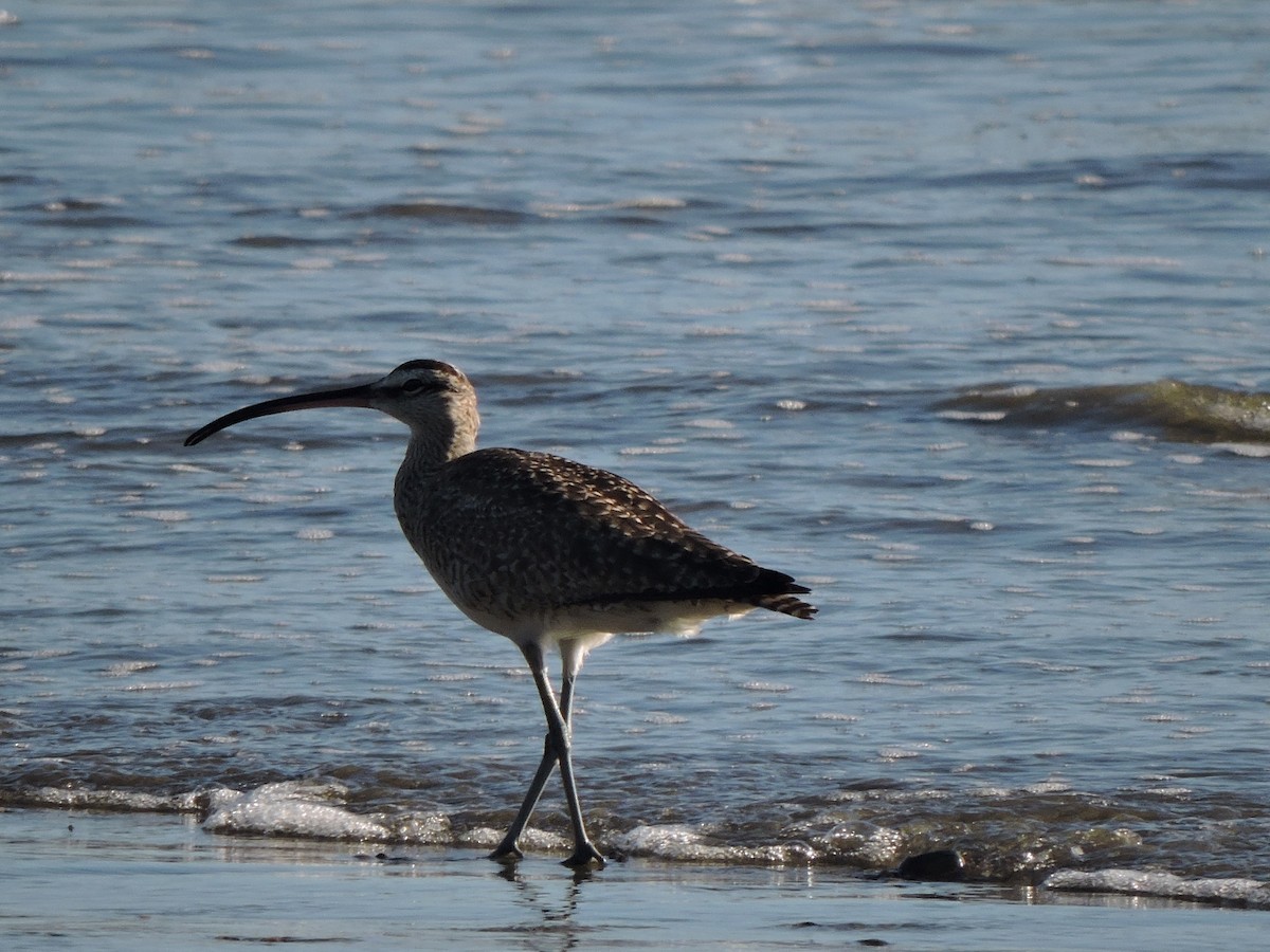 Whimbrel (Hudsonian) - ML520440981