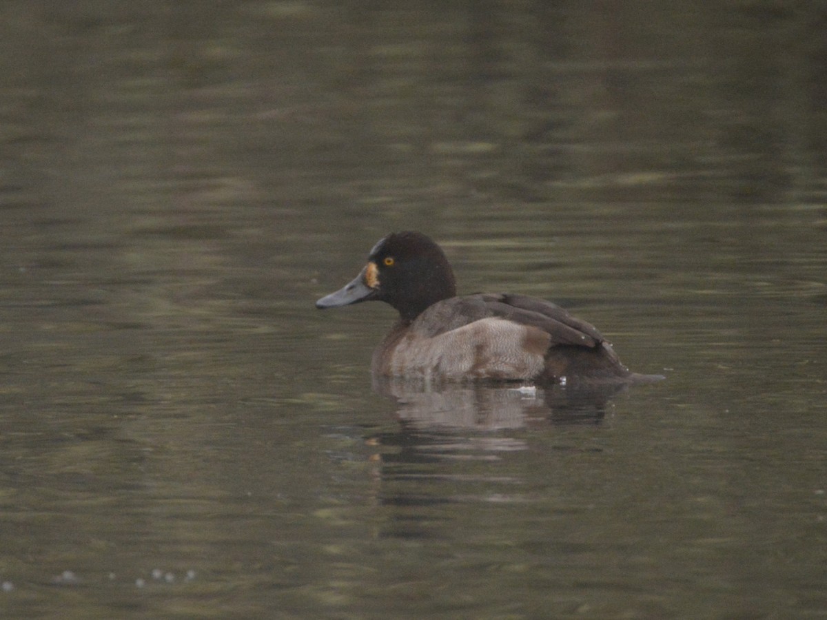 Greater Scaup - ML520441041