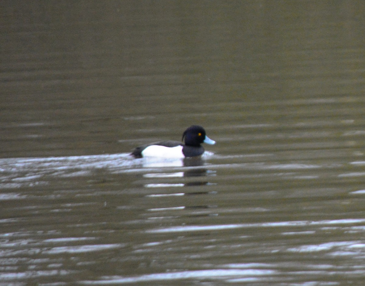 Tufted Duck - ML520441121