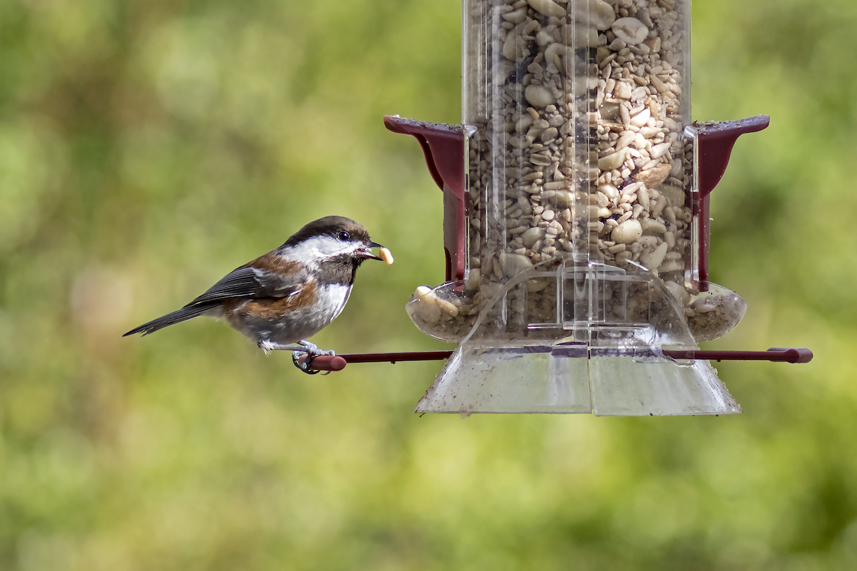 Chestnut-backed Chickadee - David Badke