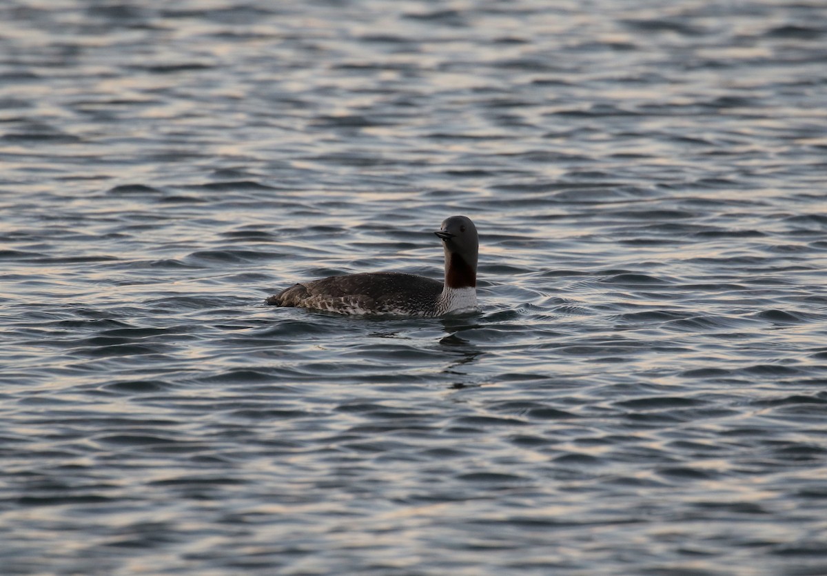 Red-throated Loon - ML520441621