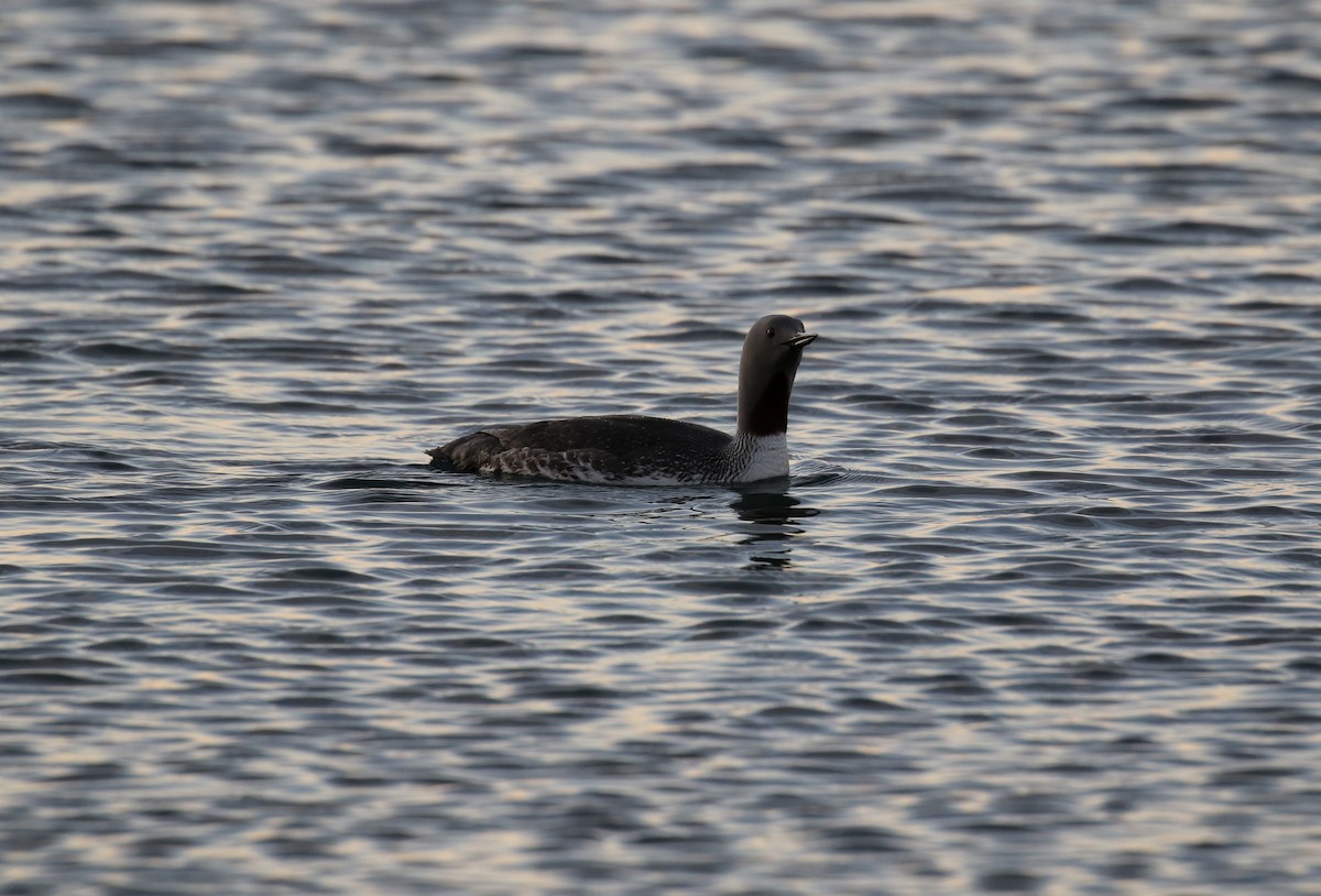 Red-throated Loon - ML520441651