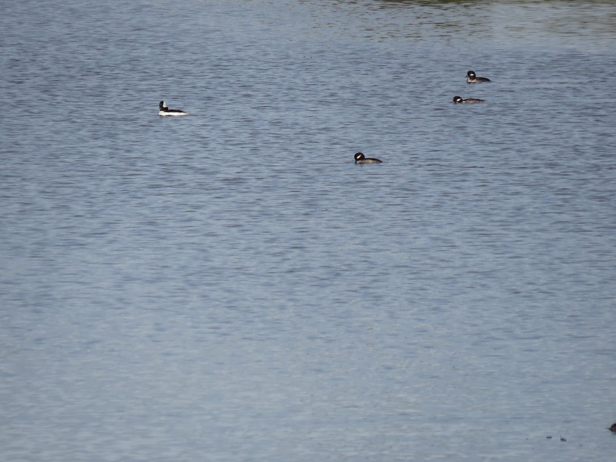 Bufflehead - ML520441831