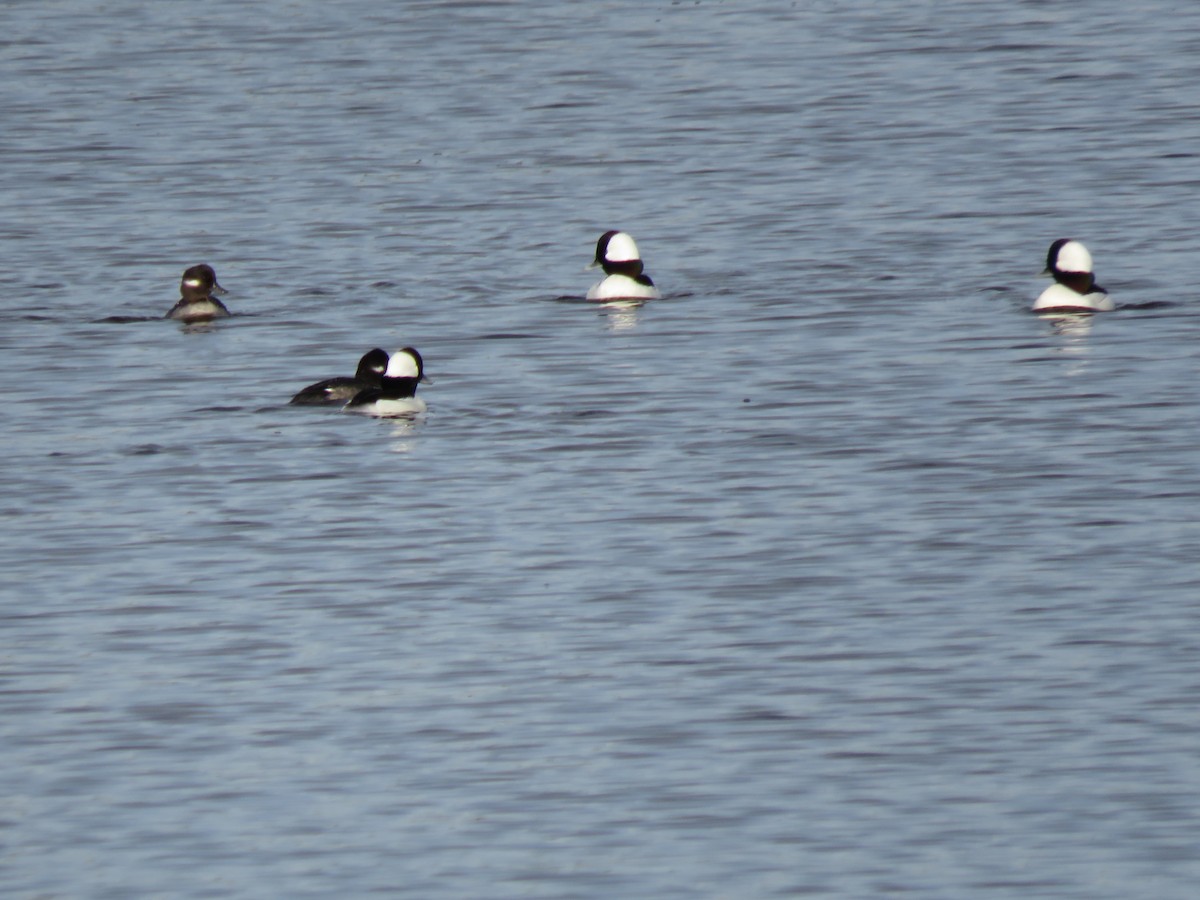 Bufflehead - ML520441901