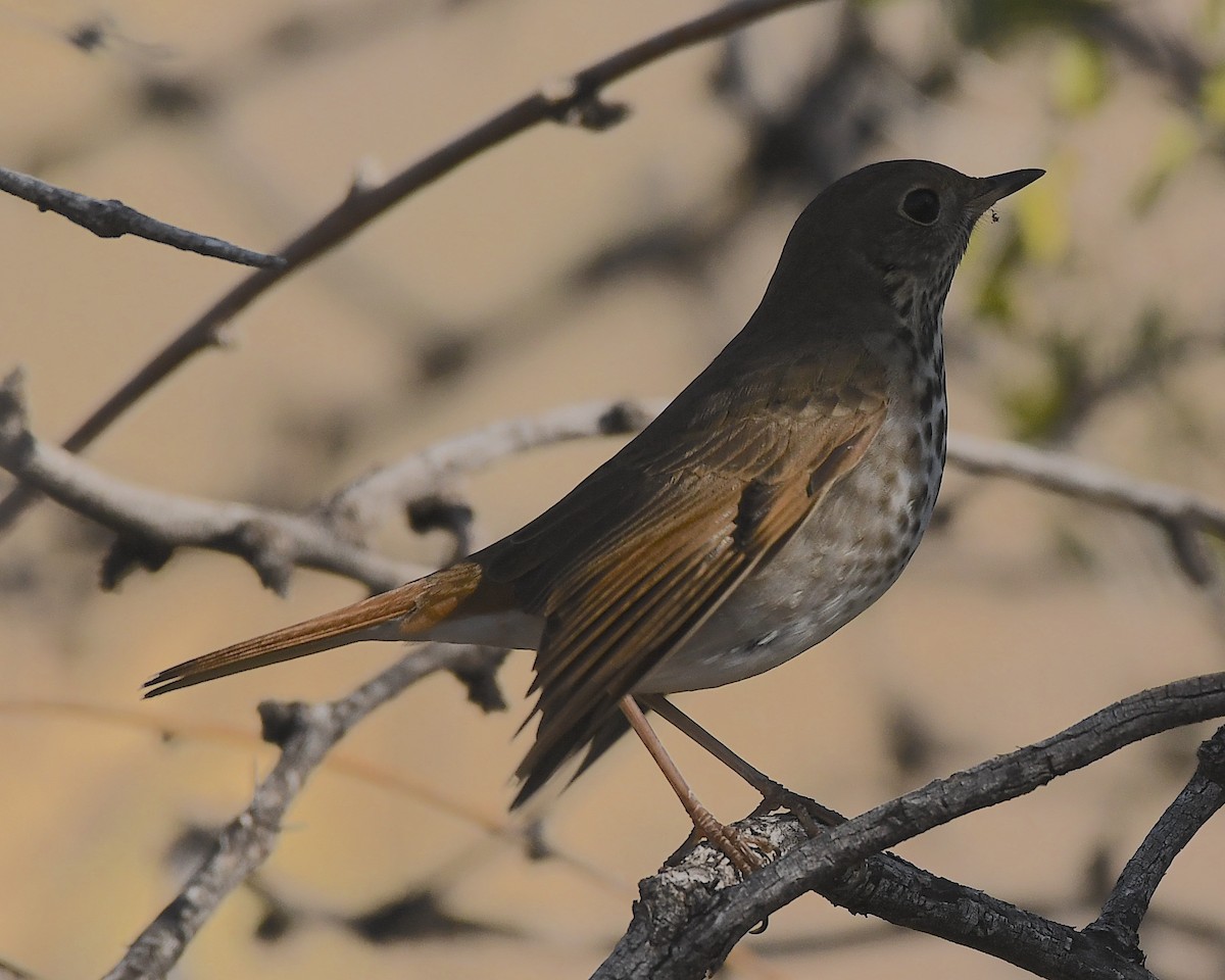 Hermit Thrush - ML520441911