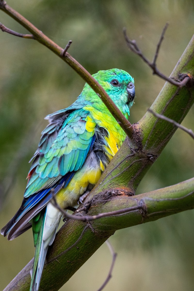 Red-rumped Parrot - ML520442991