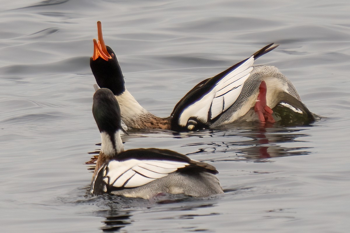 Red-breasted Merganser - Grant Price