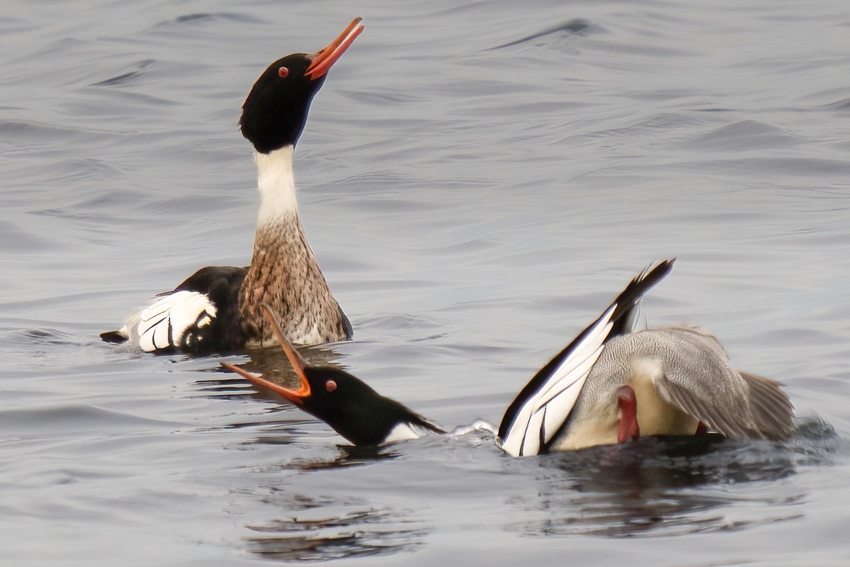 Red-breasted Merganser - ML520443451