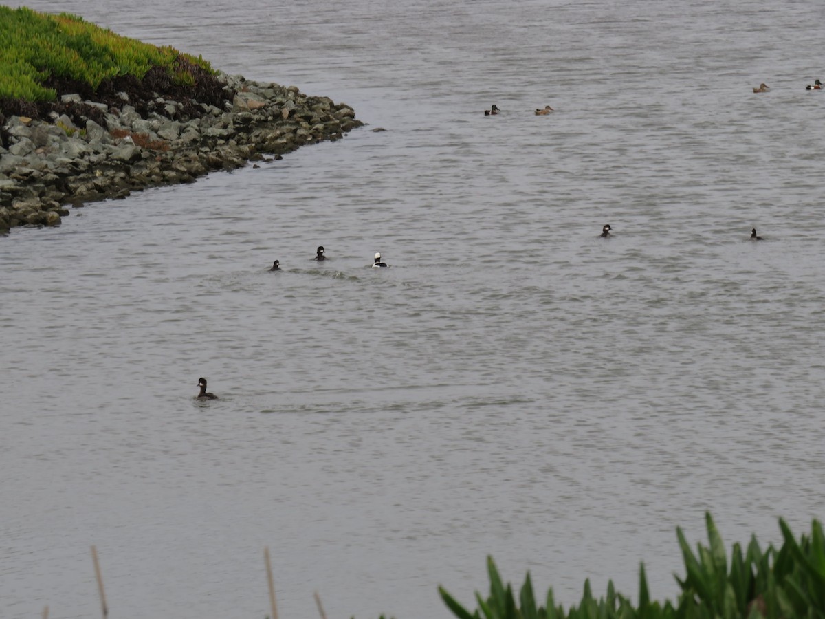 Bufflehead - ML520443771