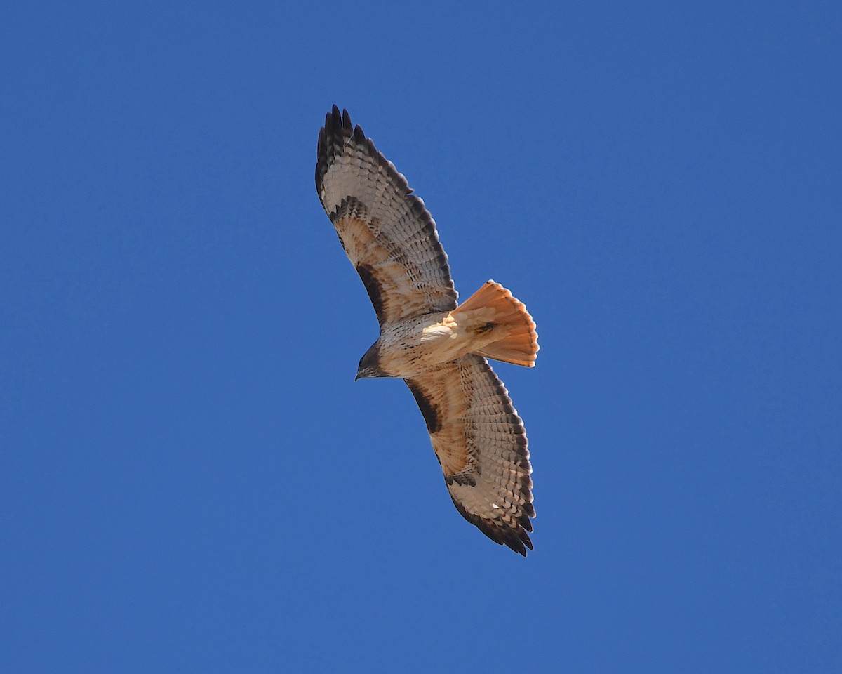 Red-tailed Hawk - ML520443901
