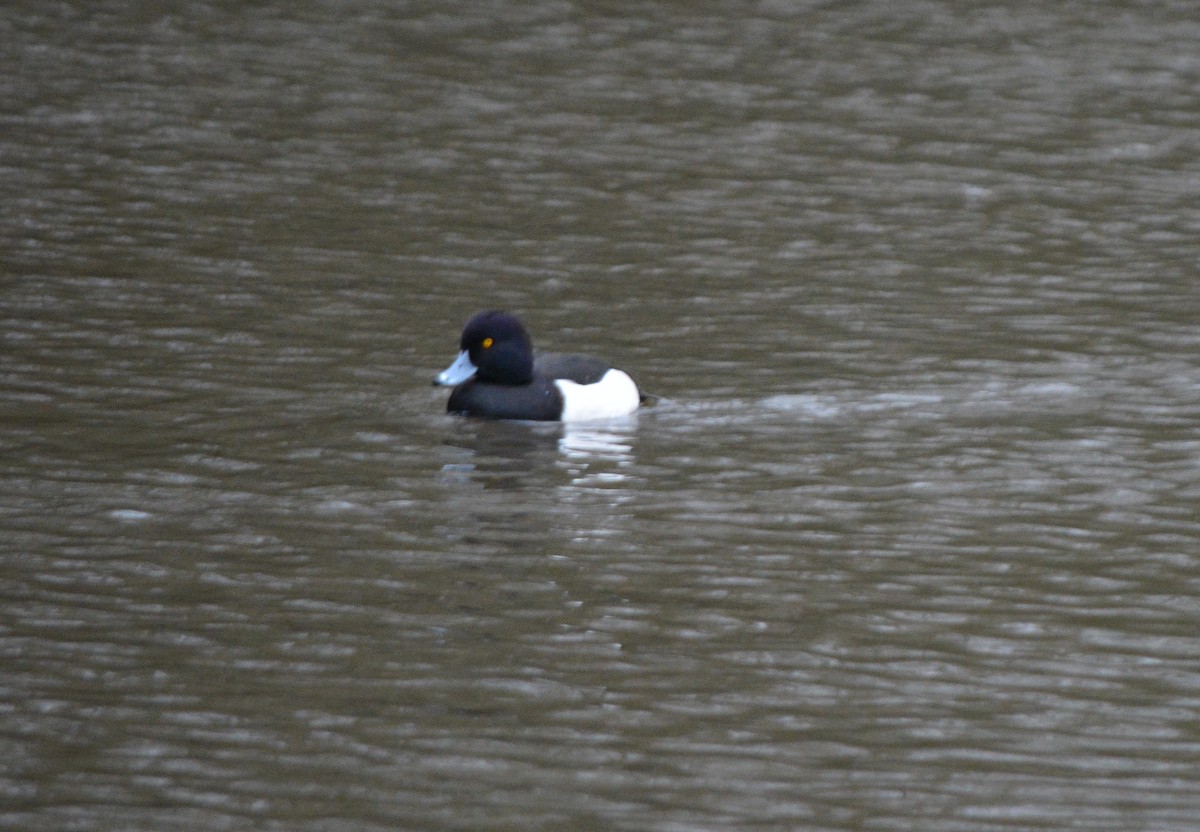 Tufted Duck - ML520444101