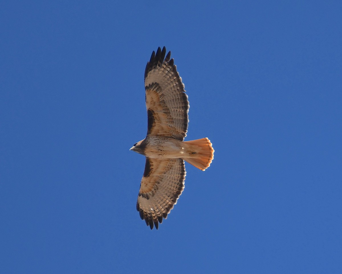 Red-tailed Hawk - ML520444371