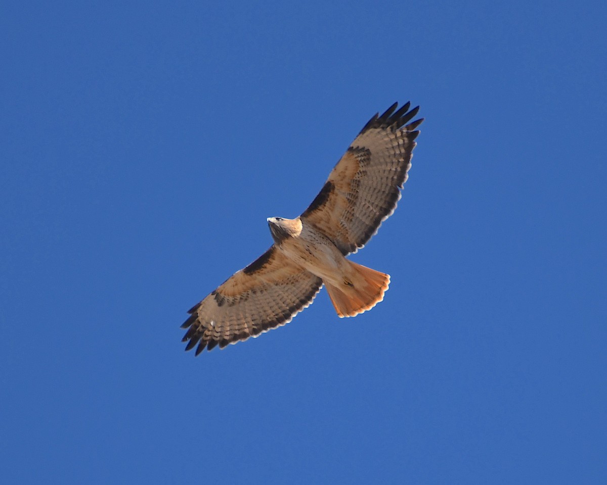 Red-tailed Hawk - ML520444781