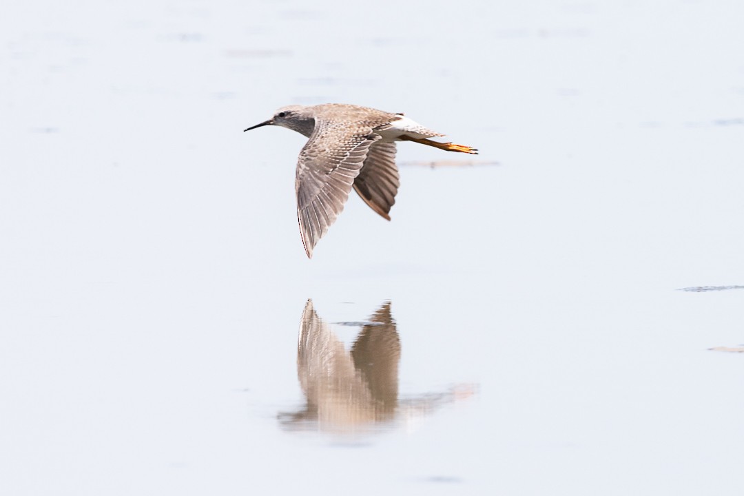 Lesser Yellowlegs - ML520444951