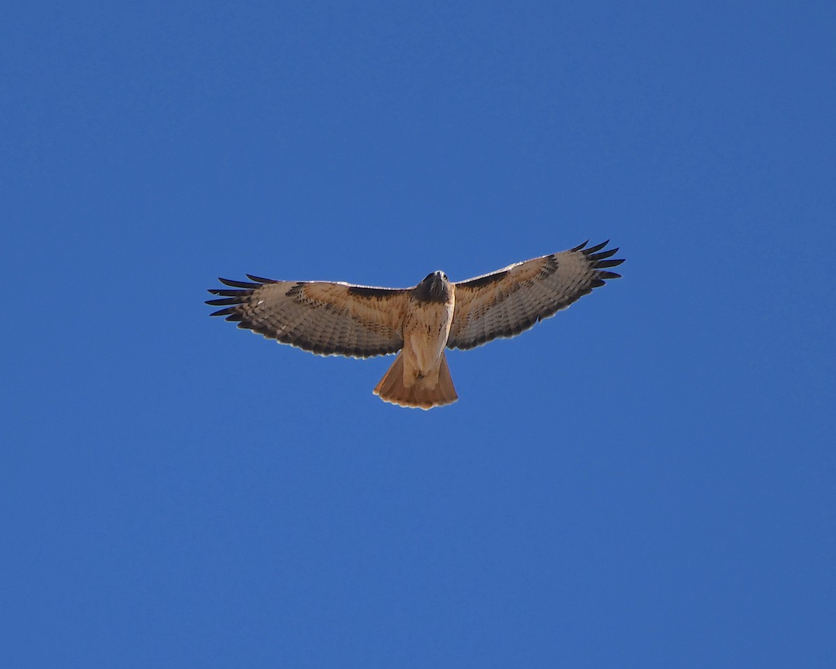 Red-tailed Hawk - ML520445261