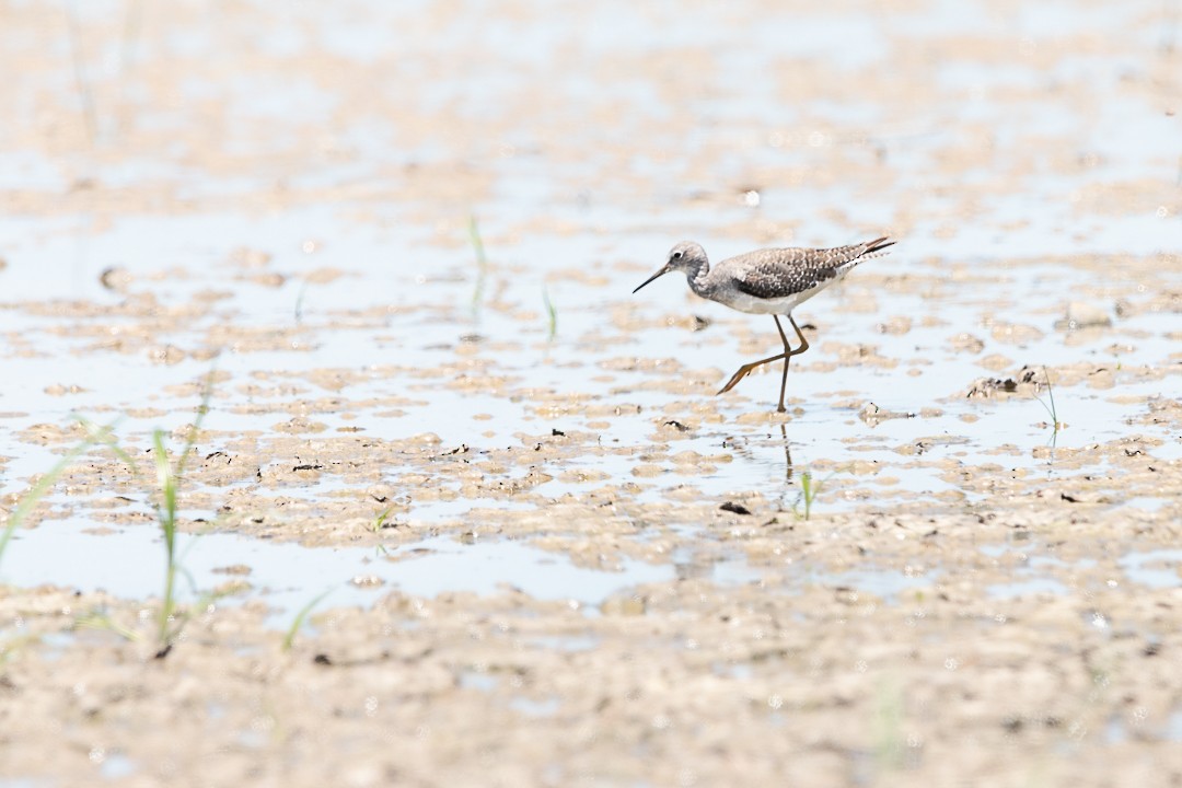 Lesser Yellowlegs - Patricia Mancilla Iglesias