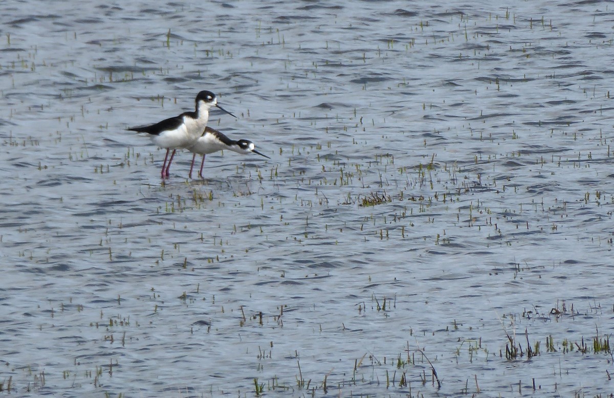 Black-necked Stilt - ML52044571