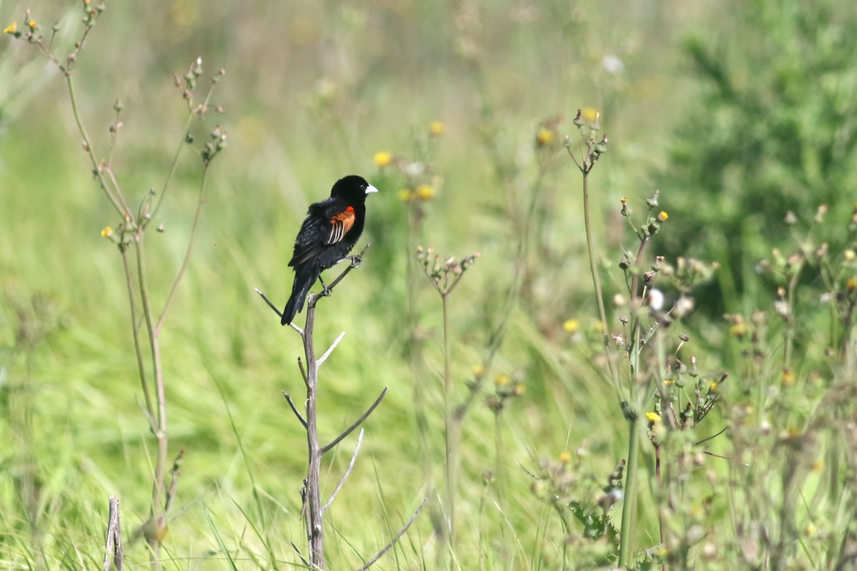 Fan-tailed Widowbird - ML520445751