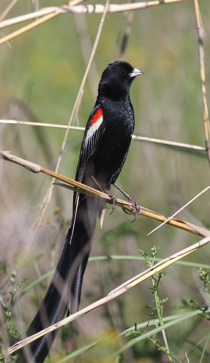 Long-tailed Widowbird - ML520445861