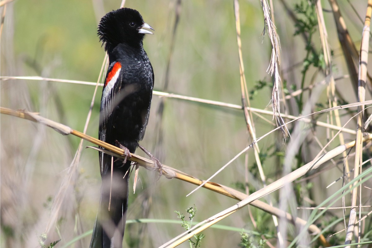 Long-tailed Widowbird - ML520445871