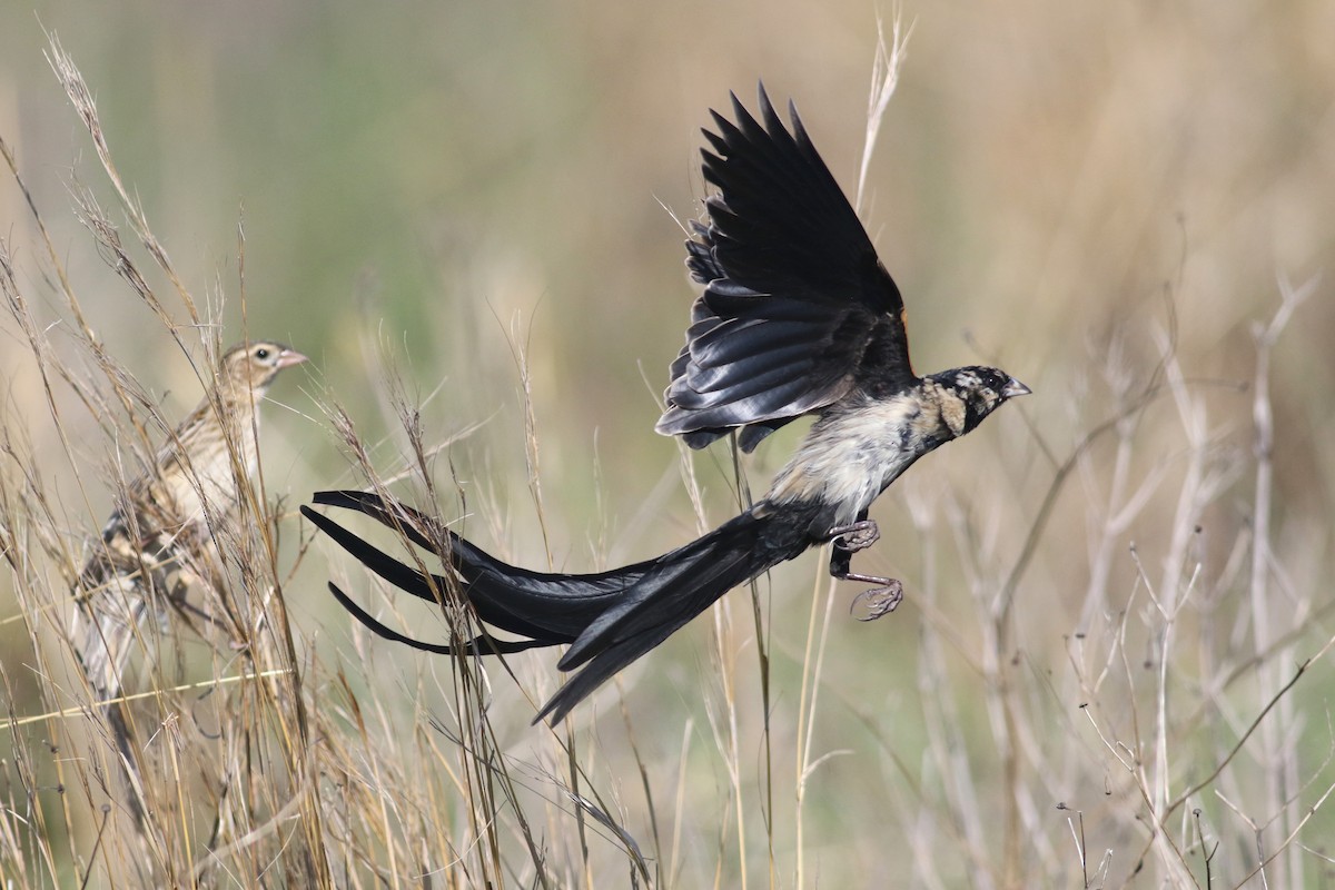 Long-tailed Widowbird - ML520445881