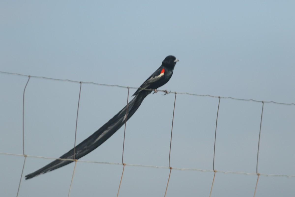 Long-tailed Widowbird - ML520445891