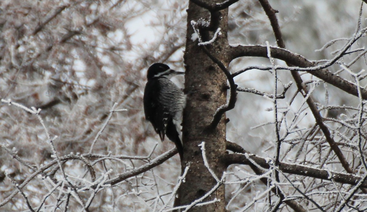 Black-backed Woodpecker - ML520446301