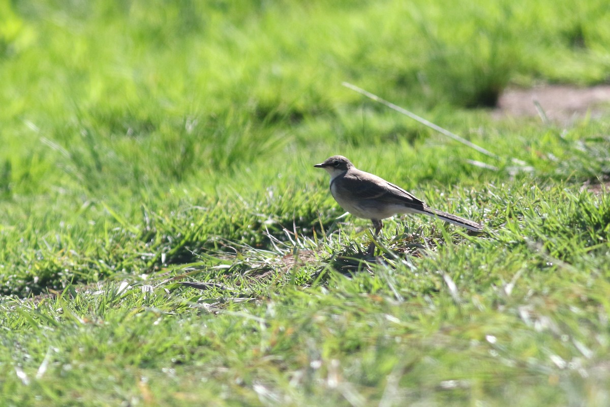 Cape Wagtail - ML520446511