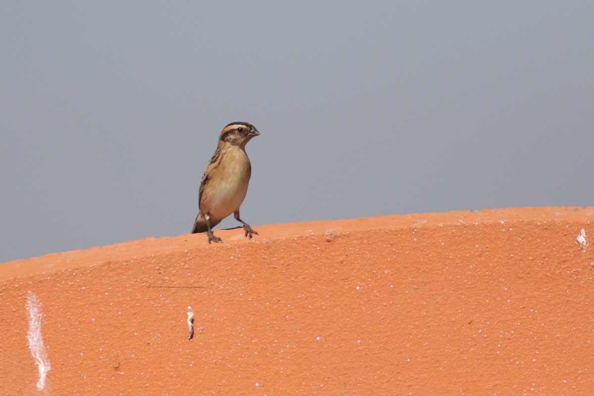 Pin-tailed Whydah - ML520446681