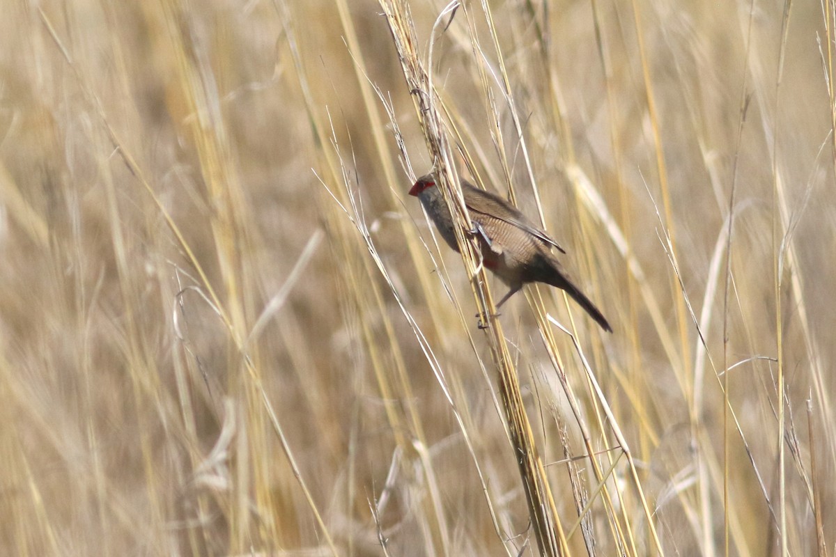 Common Waxbill - ML520446871