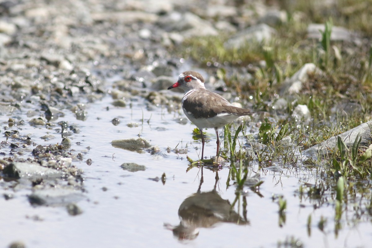 Three-banded Plover (African) - ML520447121