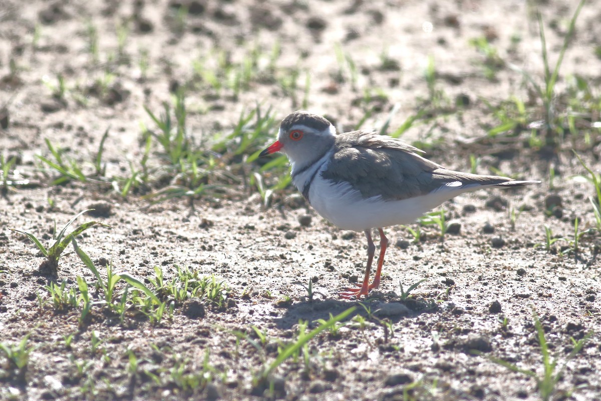 Three-banded Plover (African) - ML520447131