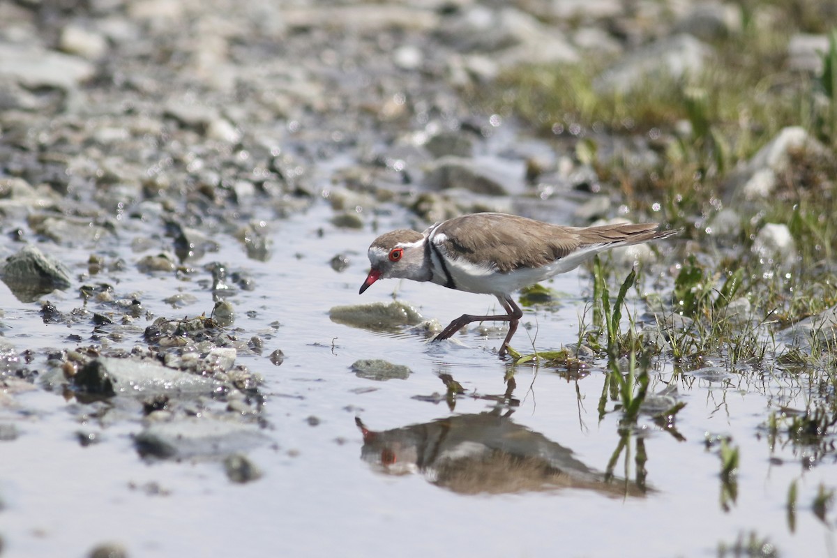 Three-banded Plover (African) - ML520447141