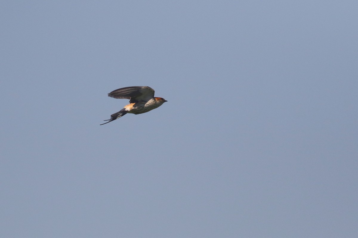 Greater Striped Swallow - ML520447201