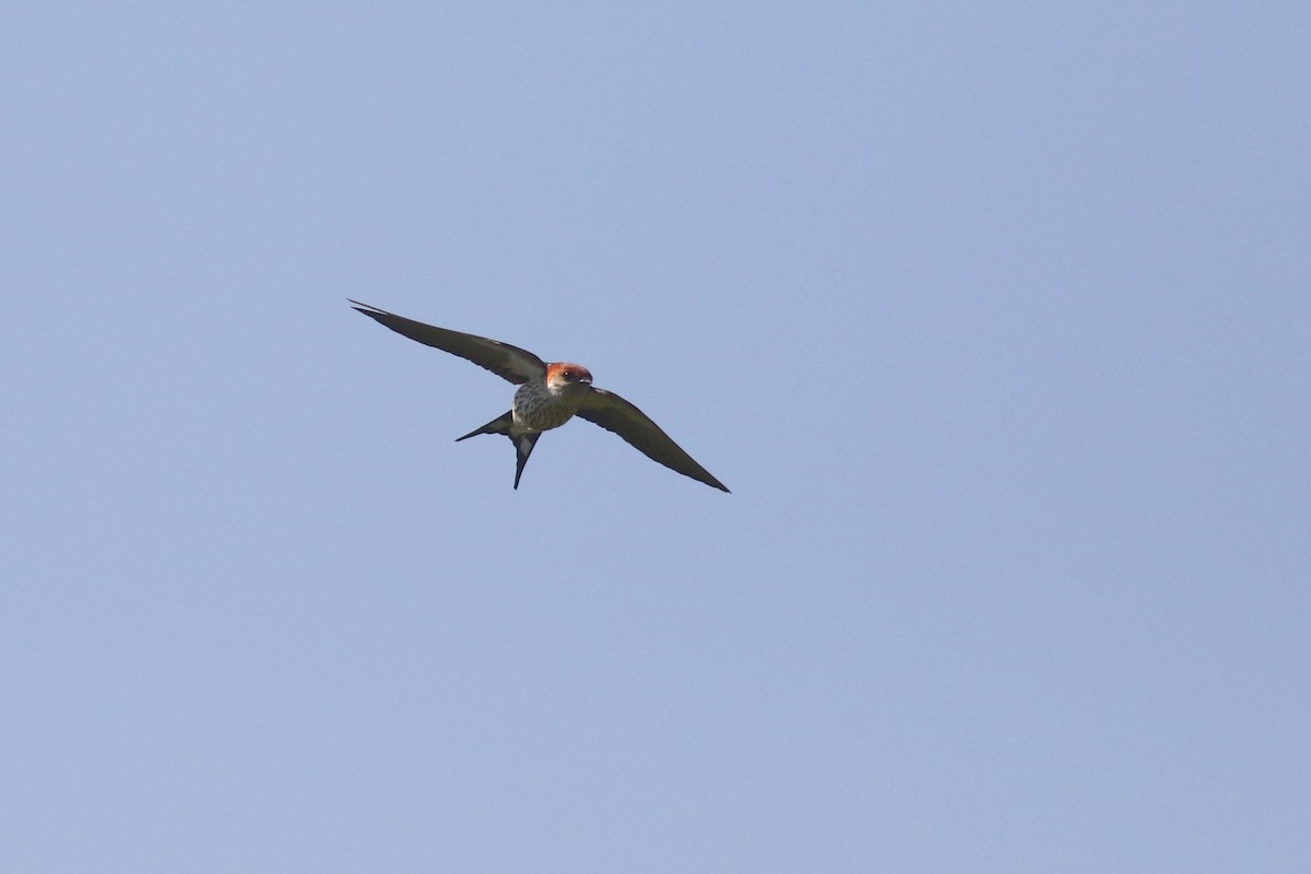 Greater Striped Swallow - ML520447221